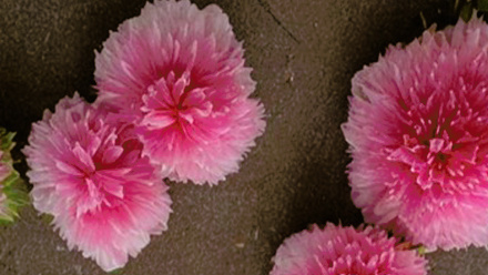 Blossoms Beyond the Eye - EML