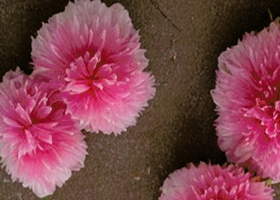 Blossoms Beyond the Eye - EML