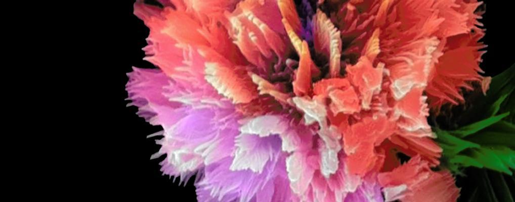 Flower-like structure of manganese and protein