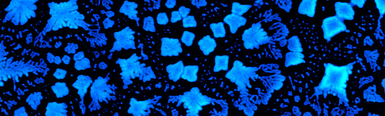 Peptide snowflakes - AFM