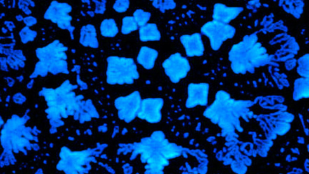 Peptide snowflakes - AFM