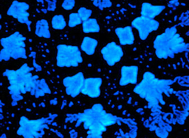 Peptide snowflakes - AFM