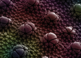 2019 Cuticle of a springtail EML.jpg