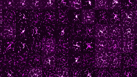 2019-Microscopic-galaxies-Fluorescence-microscopy-life-sciences.jpg