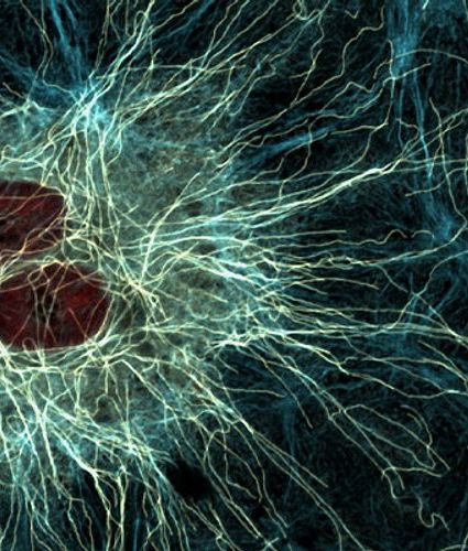 Dedifferentiated rat liver cell - LML