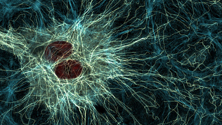 Dedifferentiated rat liver cell - LML