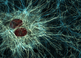 Dedifferentiated rat liver cell - LML