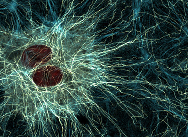 Dedifferentiated rat liver cell - LML