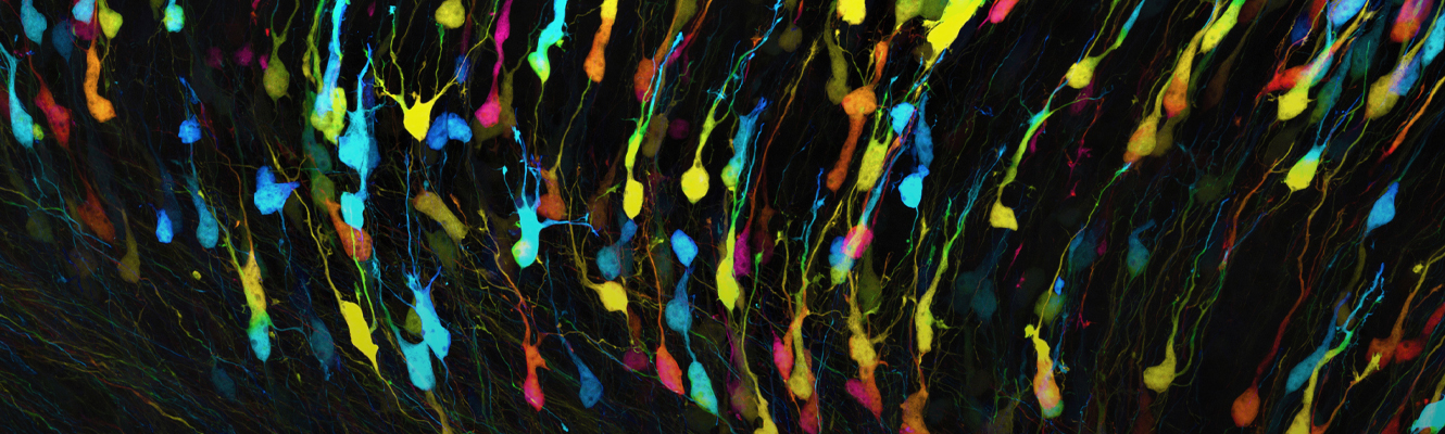 "Neurons 1": Depth-coded projection of neurons within the cerebral cortex of the developing brain