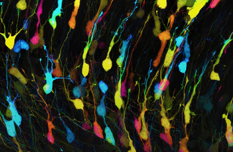 The 21st International Microscopy Congress (IMC21)