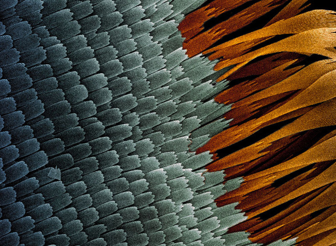 2019 Butterfly Wing scales EML.jpg