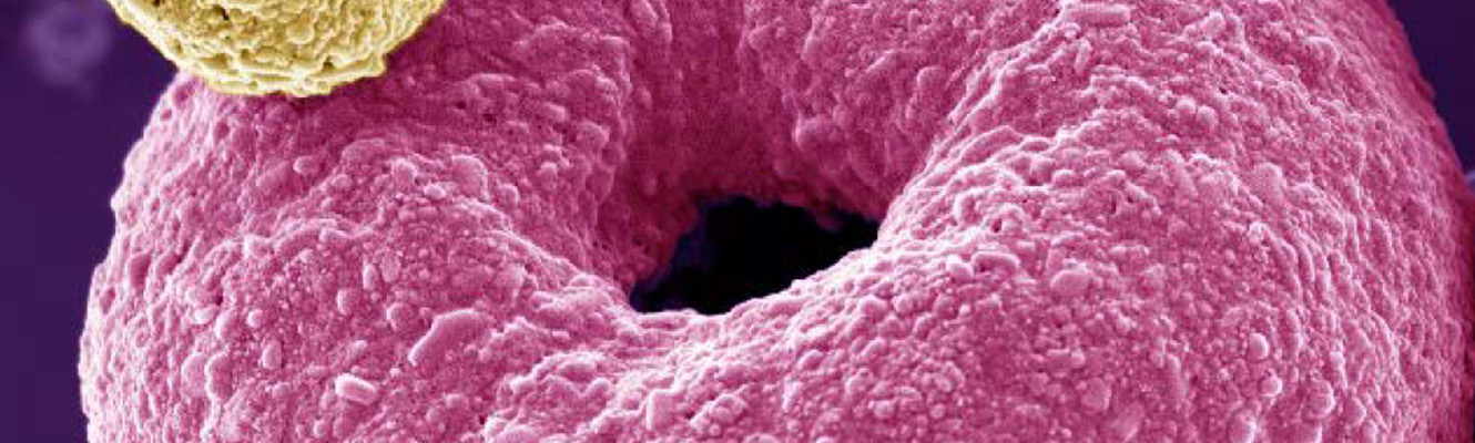 infocus 79 website banner