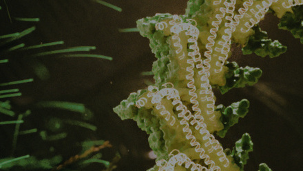 VIPP1 Protein Banner Image.jpg