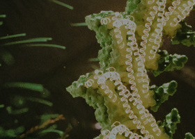 VIPP1 Protein Banner Image.jpg