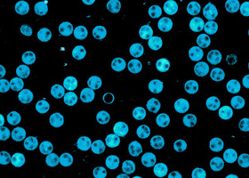 Royal Microscopical Society LML4 