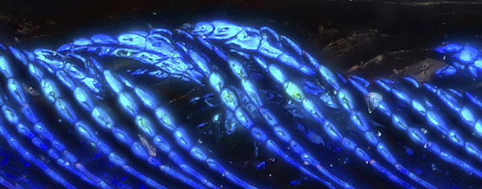 Electrical Tides Zoomed - LML