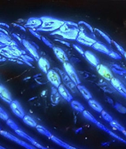 Electrical Tides Zoomed - LML
