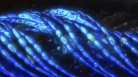Electrical Tides Zoomed - LML