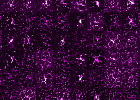2019 Microscopic galaxies - Fluorescence microscopy - life sciences.jpg