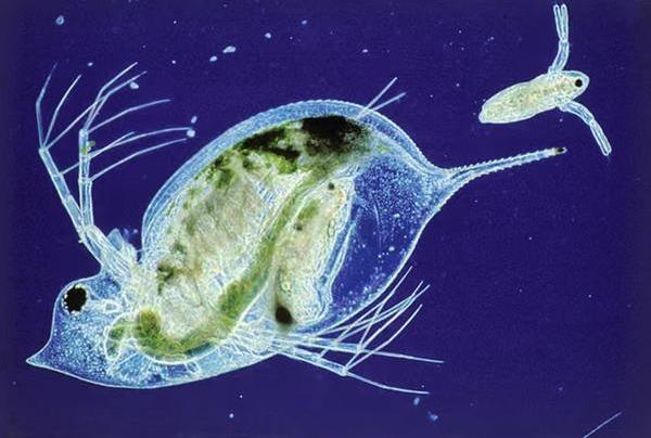 Daphnia water flea giving birth.jpg