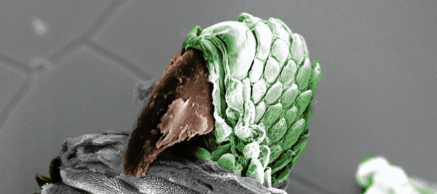 Under the microscope banner image.png