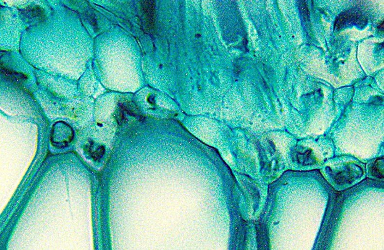The 21st International Microscopy Congress (IMC21)