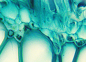 Fern Stem