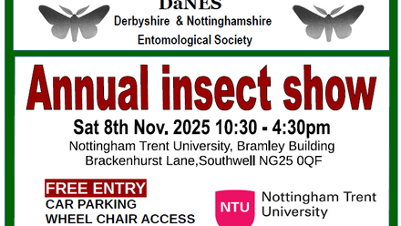 Insect Show v2