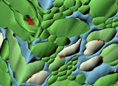 Cube of the cerebellar cortex of a small volume 2 x 2 x 2 µm completely reconstructed