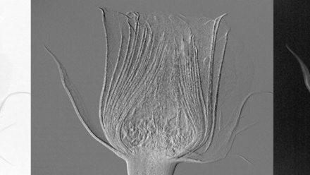 Rose - Lab X-ray banner.jpg