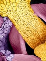 The Hidden Structure of a Daisy - EML