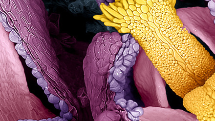 The Hidden Structure of a Daisy - EML