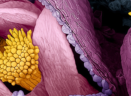 The Hidden Structure of a Daisy - EML