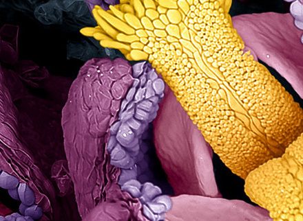 The Hidden Structure of a Daisy - EML