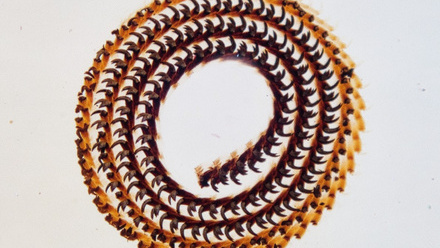 Microscopical Marine Marvels web image.jpg