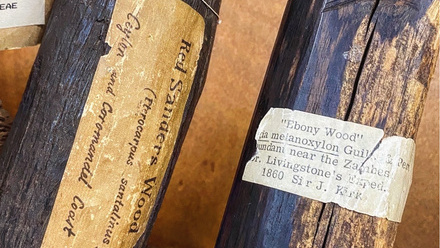 Wood under the Microscope web image.jpg