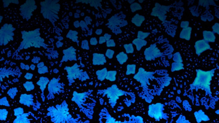 mmc2025 AFM & SPM Image Competition - Peptide Snowflakes by Christian Bortolini.jpg
